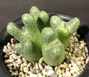 カラモエペンセ　ARM955D marginatum v.karamoepense　　 コノフィツム 　Conophytum 　多肉植物