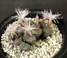 スタイネリ　obcordellum ”Stayneri”　　 コノフィツム 　Conophytum 　多肉植物_画像2