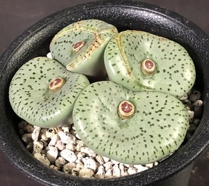 デクリナツム(ボッタークルーフ)　obcordellum declinatum Botterkloof　 コノフィツム 　Conophytum 　多肉植物