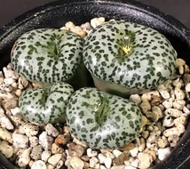 流紋ウルスプルンギアヌム　ursprungianum ”Ryumon”　　 コノフィツム 　Conophytum 　多肉植物_画像1