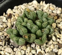 ヘレナエ　helenae　　 コノフィツム 　Conophytum 　多肉植物_画像2