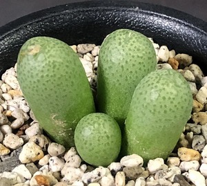 バンヒルディ　vanheerdei　　 コノフィツム 　Conophytum 　多肉植物