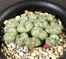 ランベルテンセ　lambertense　　 コノフィツム 　Conophytum 　多肉植物_画像2