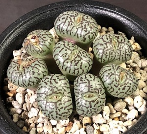 ウィッテベルゲンセ(クレイン・スプリーフォンテイン)　Wittebergense MG1472.5 Klein Spreeufontein 　コノフィツム 　Conophytum 　多肉