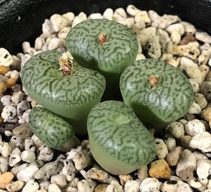 ウィッテベルゲンセ(PV913) Wittebergense MG1472.1 PV913 Matjiesfontein　　 コノフィツム 　Conophytum 　多肉植物