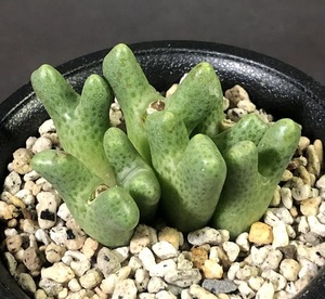 リトルウッディー　marginatum ssp.littlewoodii Naroep　　 コノフィツム 　Conophytum 　多肉植物