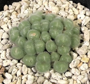 ステファニー　stephanii　　 コノフィツム 　Conophytum 　多肉植物