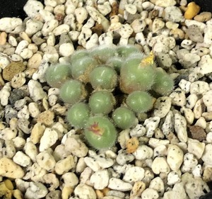 ステファニー　stephanii　　 コノフィツム 　Conophytum 　多肉植物