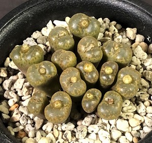 クプレアツム(マーブルヘッド)　cupreatum MG1415-21 darkey marbled heads　　 コノフィツム 　Conophytum 　多肉植物