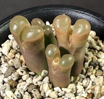 プラエセクツム　praesectum　　 コノフィツム 　Conophytum 　多肉植物_画像2