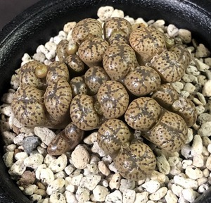 テリカラー(南カミエスクローン)　pellucidum terricolor 'S Kamieskroon'　　 コノフィツム 　Conophytum 　多肉植物