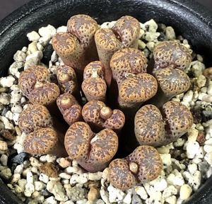 テリカラー・ステイヤークラール　 terricolor RCL950/61 Steyerkraal　　 コノフィツム 　Conophytum 　多肉植物