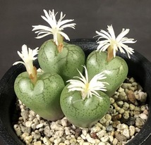 フィシフォルメ(白花)　ficiforme Worcester White flower 　　 コノフィツム 　Conophytum 　多肉植物_画像2