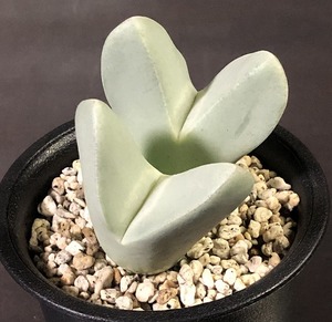 翼　(Herreanthus) meyeri　　 コノフィツム 　Conophytum 　多肉植物