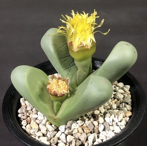 金鈴　 Argyroderma delaetii cv. 　アルギロデルマ 多肉植物