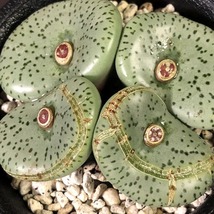 デクリナツム(ボッタークルーフ)　obcordellum declinatum Botterkloof　 コノフィツム 　Conophytum 　多肉植物_画像3