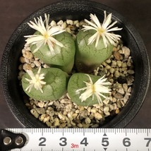 フィシフォルメ(白花)　ficiforme Worcester White flower 　　 コノフィツム 　Conophytum 　多肉植物_画像4