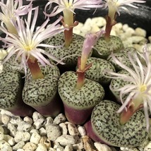 スタイネリ　obcordellum ”Stayneri”　　 コノフィツム 　Conophytum 　多肉植物_画像3