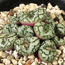 ウルスプルンギアヌム TS603 ursprungianum Lokenberg 　　 コノフィツム 　Conophytum 　多肉植物_画像4