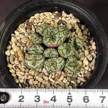 ウルスプルンギアヌム TS603 ursprungianum Lokenberg 　　 コノフィツム 　Conophytum 　多肉植物_画像5