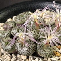 スタイネリ　obcordellum ”stayneri”　　 コノフィツム 　Conophytum 　多肉植物_画像3