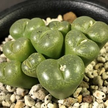 藤壺　fenestratum　　 コノフィツム 　Conophytum 　多肉植物_画像3