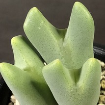 白花ビロバム　bilobum PV1115 umdaus　　 コノフィツム 　Conophytum 　多肉植物_画像4