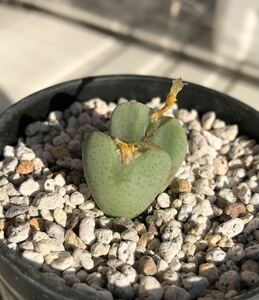 Conophytum　’Aurora’　　コノフィツム　サボテン　多肉植物　ケープバルブ