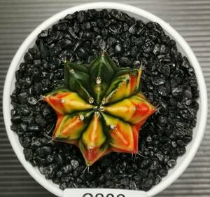 C808 同梱可 ギムノカリキウム Gymnocalycium 実生 多肉植物 サボテン