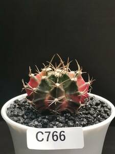 C766 同梱可 ギムノカリキウム Gymnocalycium 実生 多肉植物 サボテン