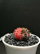 C878 同梱可 ギムノカリキウム Gymnocalycium LBHB ハイブリッド 実生 多肉植物 サボテン_画像6