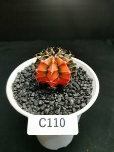 C110 同梱可 ギムノカリキウム Gymnocalycium 実生 多肉植物 サボテン