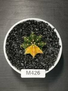 M426 同梱可 ギムノカリキウム Gymnocalycium LBHB ハイブリッド 実生 多肉植物 サボテン