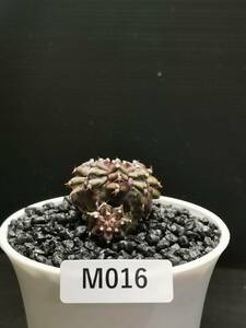 M016 同梱可 ギムノカリキウム Gymnocalycium T-REX 実生 多肉植物 サボテン