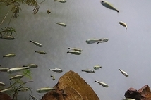 【淡水魚】ゴールデンテトラ ワイルド【1匹 サンプル画像】（テトラ）_画像2