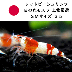 【エビ】【シュリンプ】【10匹】レッドビーシュリンプ バンド SMサイズ(±1.0cm)