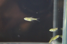 【淡水魚】ミクロラスボラ ブルーネオン【1匹 サンプル画像】（生体）_画像3