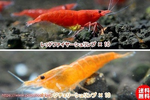 【エビ】【シュリンプ】【20匹セット】レッド＆オレンジセット (1.2-1.5cm)