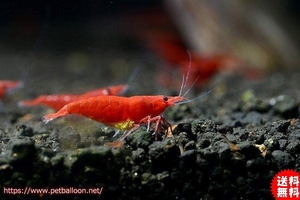 [ shrimp ][ shrimp ][100 pcs ] red fire - shrimp (1.2-1.5cm)
