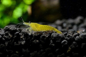 [ shrimp ][ shrimp ][20 pcs set ] yellow shrimp (1.2-1.5cm)