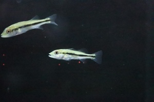【淡水魚】キクラ インターメディア【１匹 サンプル画像】(±4-5cm)(大型魚)