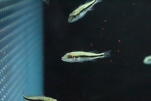【淡水魚】キクラ インターメディア【１匹 サンプル画像】(±4-5cm)(大型魚)_画像2