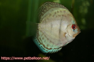 [ discus ] super brilliant 1 pcs [ sample image ]5-6cm( organism )