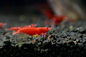 [ shrimp ][ shrimp ][20 pcs ] red fire - shrimp (1.2-1.5cm)