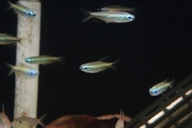 【淡水魚】ゴールデンコンゴテトラ lefini産 ワイルド【1匹 サンプル画像】(珍カラ)_画像5