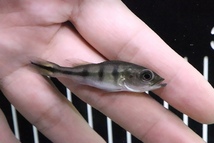 【淡水魚】特価 キクラ オセラリス【1匹 サンプル画像販売】(±5cm)(大型魚)_画像2
