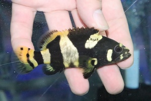 【淡水魚】爆安 人工飼料OK 淡水 ジャイアントグルーパー タマカイ【１匹サンプル画像】(±6-7cm)