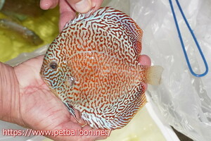 [ discus ] Sakura meiz Leopard [ individual sale ]16cm( organism )