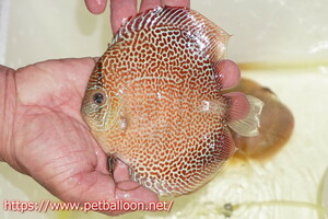 [ discus ] Sakura super elapshon[ individual sale ]14cm( organism )