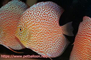 [ discus ] Sakura Panther Leopard ring spot [ individual sale ]15-16cm( organism )